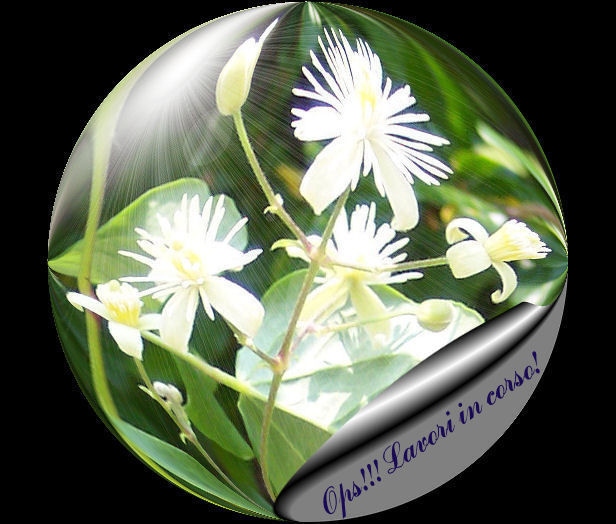 logo clematis